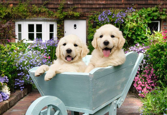 Puzzle 200 pièces - Golden Retriever