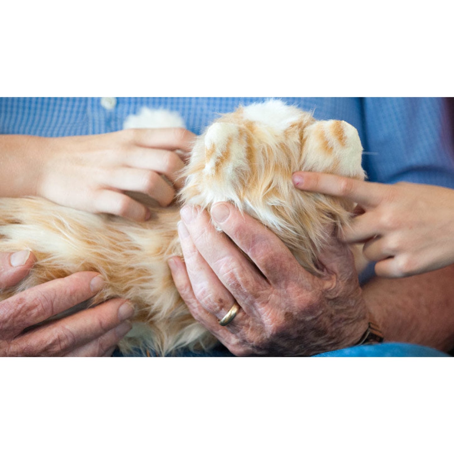Interaktives Katzen-Kuscheltier für ältere Menschen – Grau